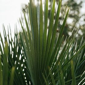 Morning sun through palm leaves - Spain by Sigrid Olschinski