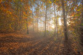dreaming in the forest by Bart Liesenborgs