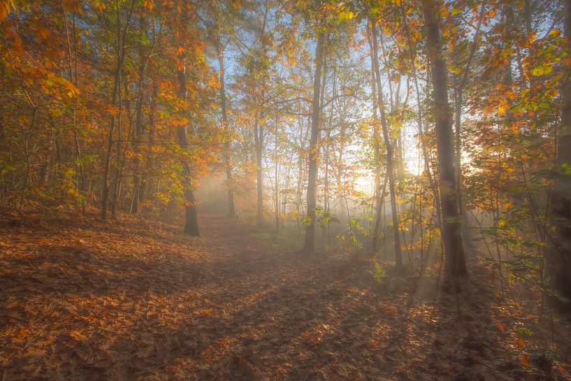 dromen in de bos van Bart Liesenborgs