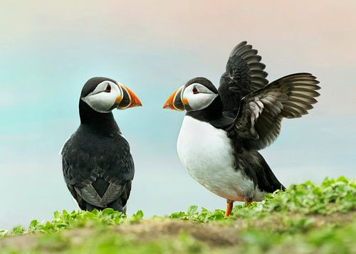 Puffins