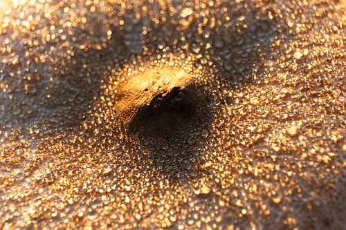 Diamants sur le champignon sur Jan Tuns