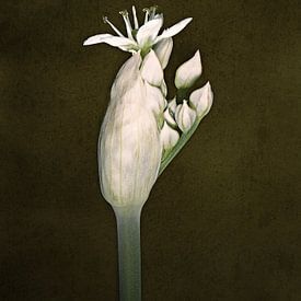 Bieslook van Anneliese Grünwald-Märkl