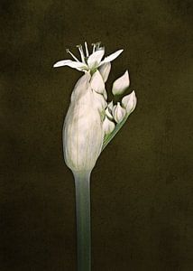 Ail coupé