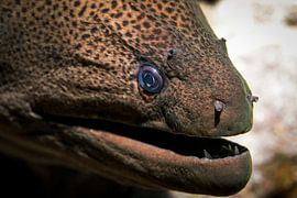 La murène, de la mer Rouge, d'Égypte sur Travel Tips and Stories