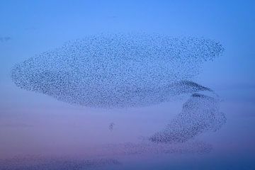 Spreeuwen tijdens zonsondergang van Sjoerd van der Wal Fotografie