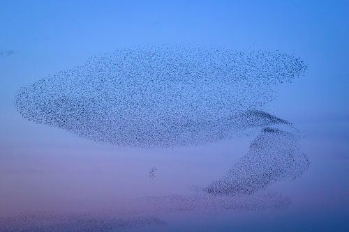 Spreeuwen tijdens zonsondergang