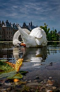 Schwan im Vijverhof in Den Haag