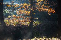 Natuurfotografie