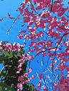 Japanese cherry blossom against blue sky by Loes Venker thumbnail