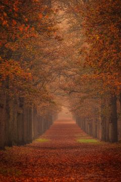 Mystische Herbstallee im Nebel von Claudia De Vries