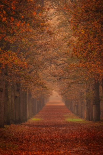 Mystische Herbstallee im Nebel von Claudia De Vries