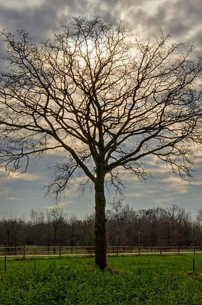 Brabant tree by Frans Blok - photos, art and other wall decoration