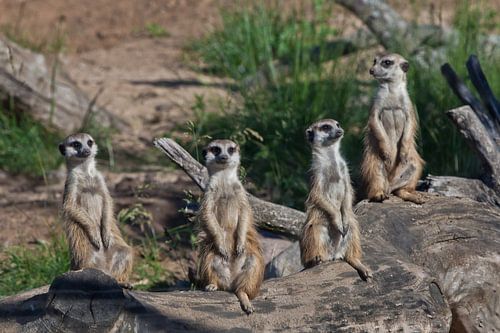 De nombreux suricates se sont réunis. Les suricates (Timon), animaux africains mignons, regardent av