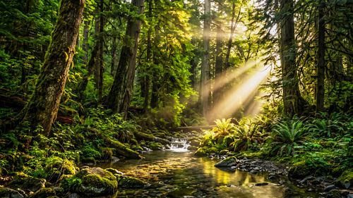 Le réveil de la forêt sur Max Steinwald