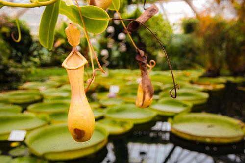 Beautiful water lilies
