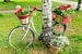 Ein mit Blumen dekoriertes Fahrrad lehnt an einem Baum. von Gunter Kirsch