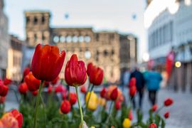 Tulpen an der Porta Nigra, Trier (Deutschland)