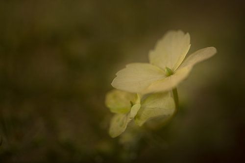 bloemen