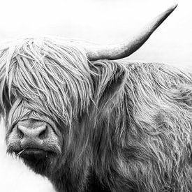 Schotse hooglander van Felix Brönnimann