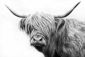 Boeuf Highland Highland Highland Highland Funny sur Felix Brönnimann