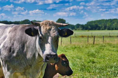 Moeder beschermt haar jong