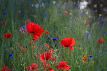 Mohnblume von Mario Brussé Fotografie