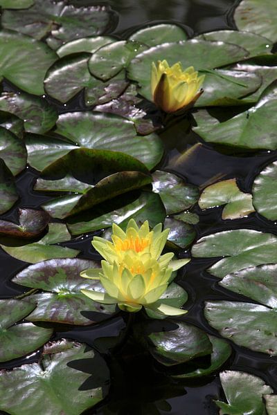 Yellow water lilies bloom by Thomas Jäger