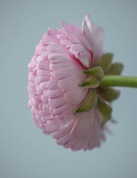 ranonkel flower van natascha verbij