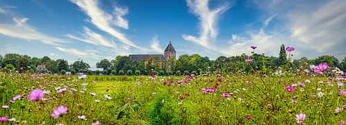 Panorama with church Zeerijp, Groningen with wild flowers in the foreground