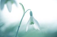 Sneeuwklokjes in het voorjaar