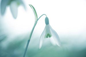 Perce-neige au printemps