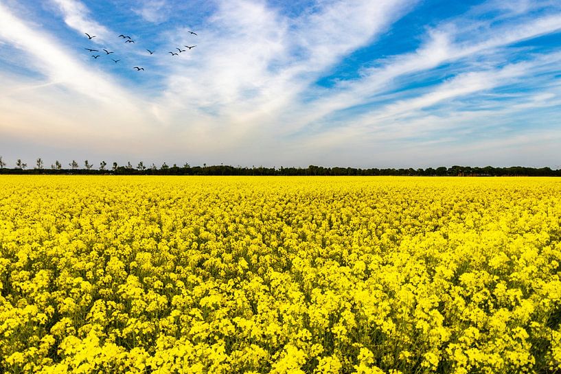 Rapeseed fields in the Netherlands. by Gert Hilbink