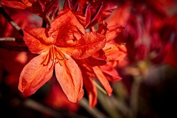 Rododendron by Rob Boon