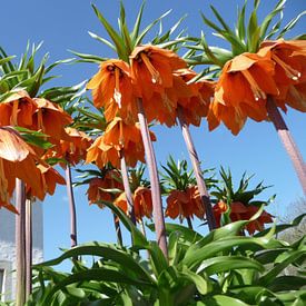 Jardin sur Matthias Spartz