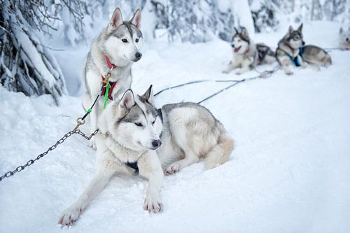 Sledehonden rusten sneeuw Lapland