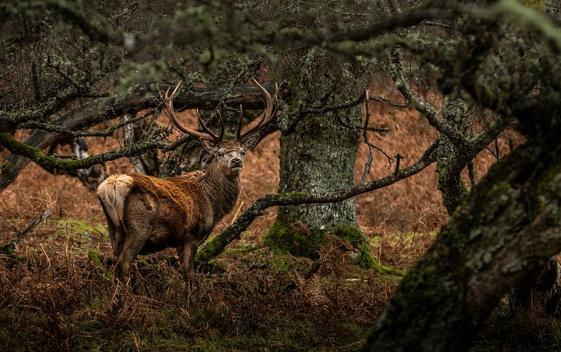 Rotwild in Schottland von Wim Westmaas