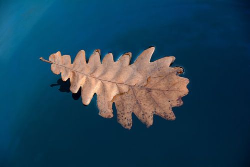 feuille d'automne