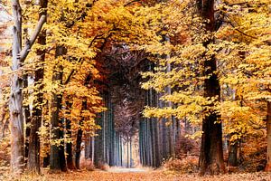 Auf der Bühne der Natur