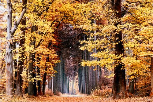 Sur la scène de la nature