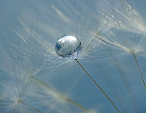 Bouffée de pissenlit avec goutte sur Caroline Lichthart