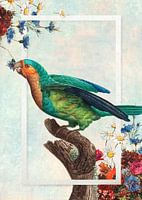 Parrot