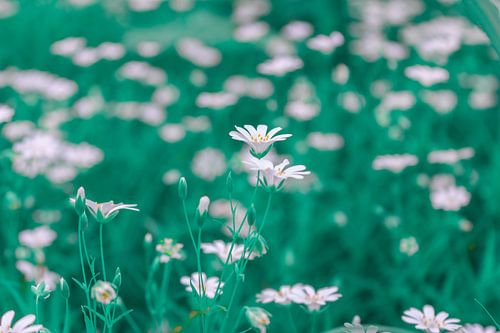 Kippenkruid - Stellaria holostea