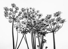 Bärenklauen von Jolanda Bosselaar