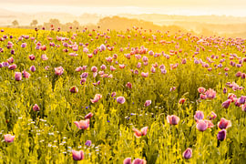 Mohnblüte im ersten Morgenlicht von Germerode