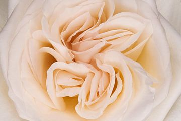 Creamy rose by Cees Mooijekind