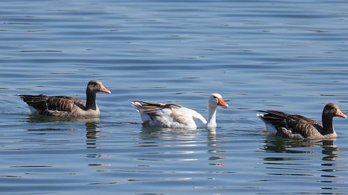 Hybride gans van Henk Kip