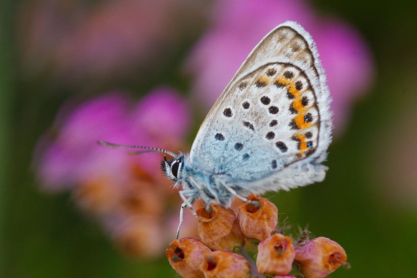 Heather butterfly by Peter Schoo - Natuur & Landschap