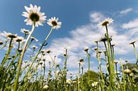 Frühling von Sander Strijdhorst Miniaturansicht