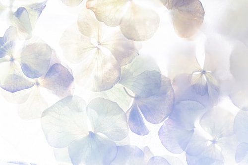 Hortensia Pastelkleur | Lila en Paars | Bloemen
