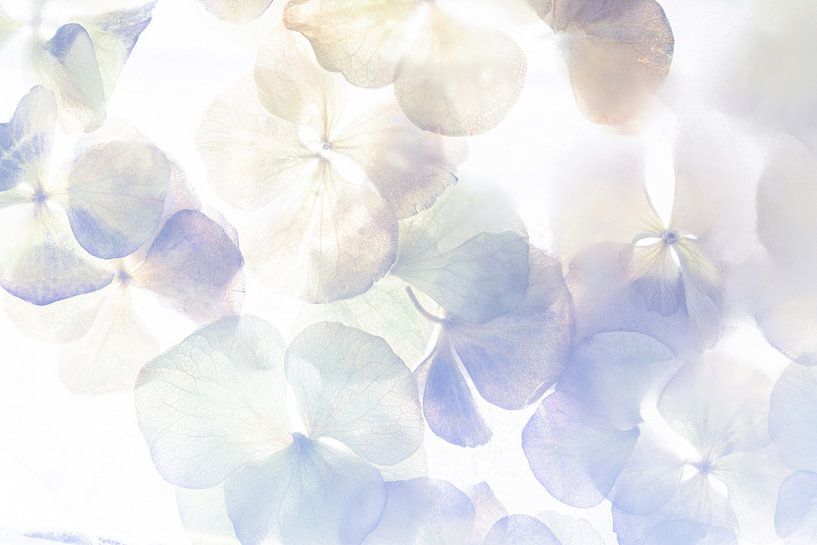 Hortensia couleur pastel | Lilas et violet | Fleurs par Nanda Bussers